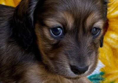 Joanie mini dachshund shaded cream female puppy for sale