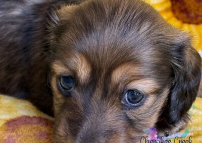Joanie mini dachshund shaded cream female puppy for sale