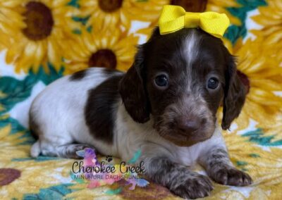 Ladybird mini dachshund chocolate piebald female puppy for sale