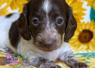 Ladybird mini dachshund chocolate piebald female puppy for sale