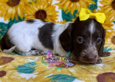 Ladybird mini dachshund chocolate piebald female puppy for sale