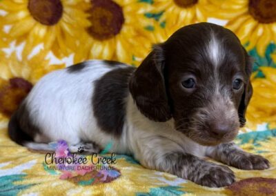 Ladybird mini dachshund chocolate piebald female puppy for sale