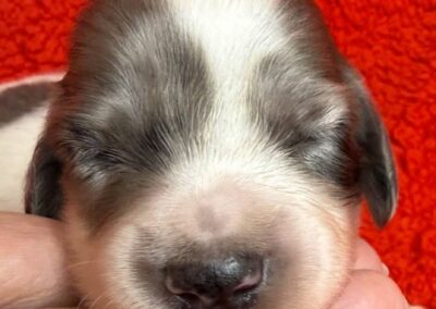Thor mini dachshund black cream dapple piebald male puppy for sale