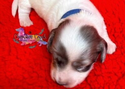 Thor mini dachshund black cream dapple piebald male puppy for sale