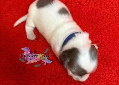 Thor mini dachshund black cream dapple piebald male puppy for sale