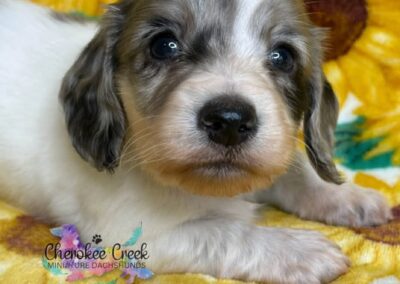 Thor mini dachshund black dapple piebald male puppy for sale