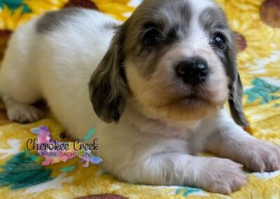 Thor mini dachshund black dapple piebald male puppy for sale