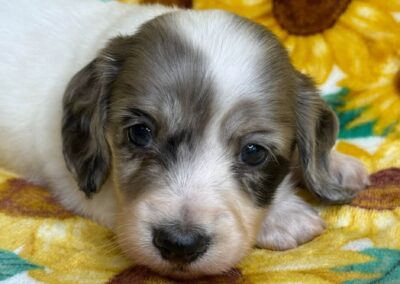 Thor mini dachshund black dapple piebald male puppy for sale