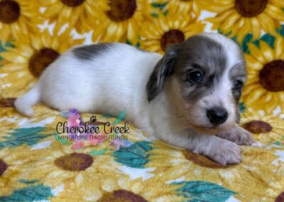 Thor mini dachshund black dapple piebald male puppy for sale