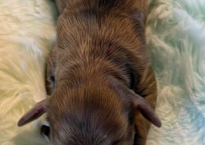 Apollo mini dachshund chocolate dapple male puppy for sale