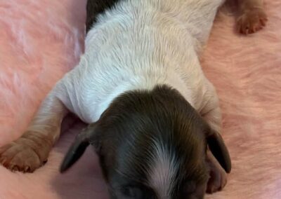 Dalia mini dachshund chocolate piebald female puppy for sale