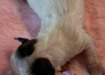 Freyja mini dachshund chocolate piebald female puppy for sale