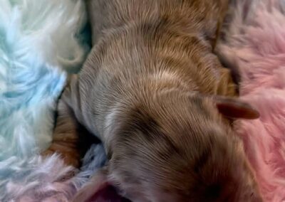 Loki mini dachshund chocolate dapple piebald male puppy for sale
