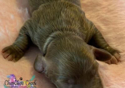 Selene mini dachshund chocolate piebald female puppy for sale