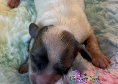 Thor mini dachshund black cream dapple piebald male puppy for sale