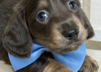 Chachi mini dachshund blue cream male puppy for sale