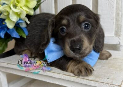 Chachi mini dachshund blue cream male puppy for sale