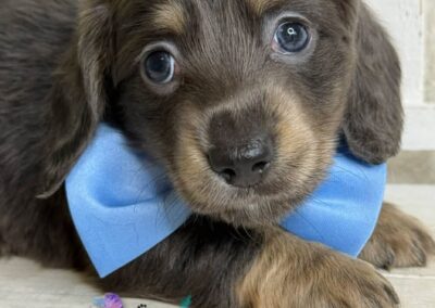 Chachi mini dachshund blue cream male puppy for sale