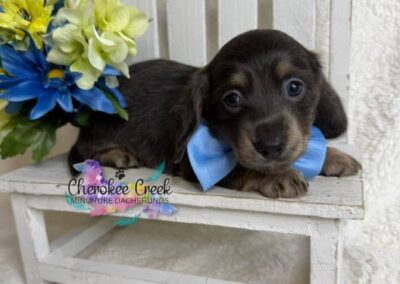 Chachi mini dachshund blue cream male puppy for sale