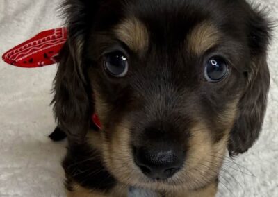 Fonzie mini dachshund black cream dapple LH male puppy for sale