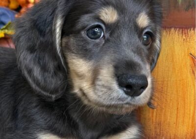 Fonzie mini dachshund black cream dapple LH male puppy for sale