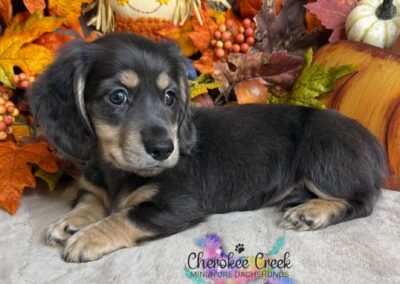 Fonzie mini dachshund black cream dapple LH male puppy for sale