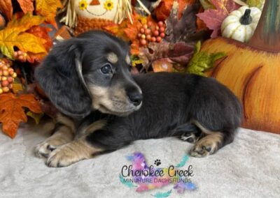Fonzie mini dachshund black cream dapple LH male puppy for sale