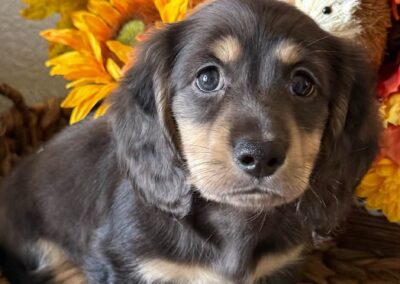 Fonzie mini dachshund black cream dapple LH male puppy for sale