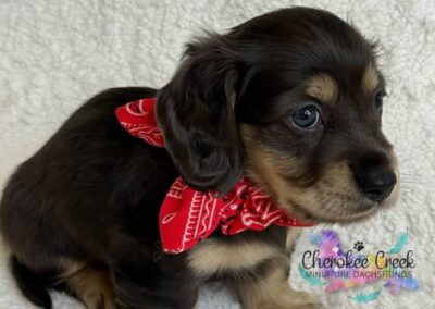 Fonzie mini dachshund black cream dapple LH male puppy for sale