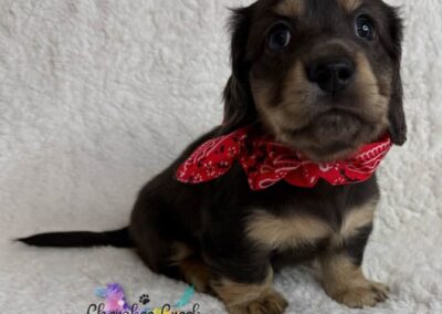 Fonzie mini dachshund black cream dapple LH male puppy for sale