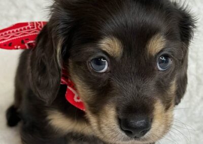 Fonzie mini dachshund black cream dapple LH male puppy for sale