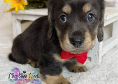Fonzie mini dachshund black cream minimal dapple male puppy for sale