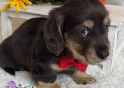 Fonzie mini dachshund black cream minimal dapple male puppy for sale