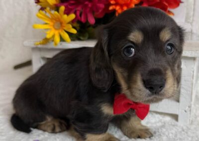 Fonzie mini dachshund black cream minimal dapple male puppy for sale