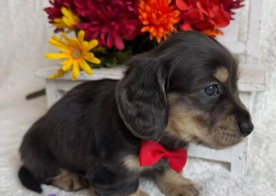 Fonzie mini dachshund black cream minimal dapple male puppy for sale
