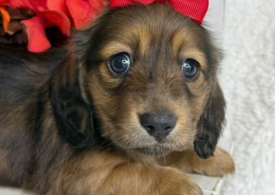 Joanie mini dachshund shaded red female puppy for sale