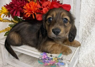 Joanie mini dachshund shaded red female puppy for sale