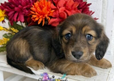 Joanie mini dachshund shaded red female puppy for sale