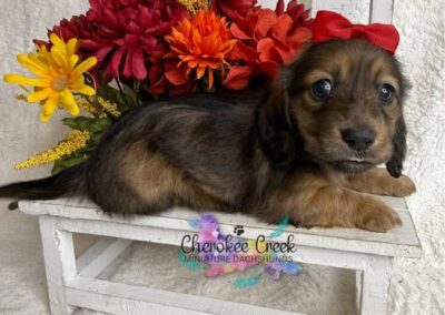 Joanie mini dachshund shaded red female puppy for sale