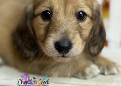 Copper mini dachshund shaded cream male puppy for sale