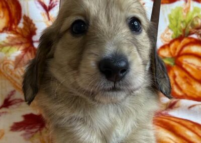 Copper mini dachshund shaded cream male puppy for sale