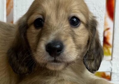 Copper mini dachshund shaded cream male puppy for sale