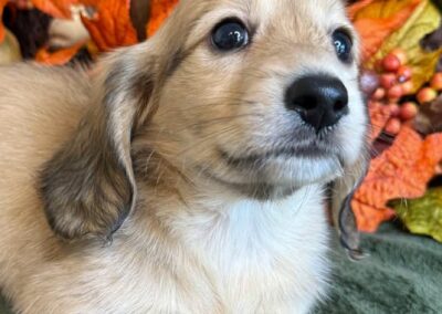 Copper mini dachshund shaded cream male puppy for sale