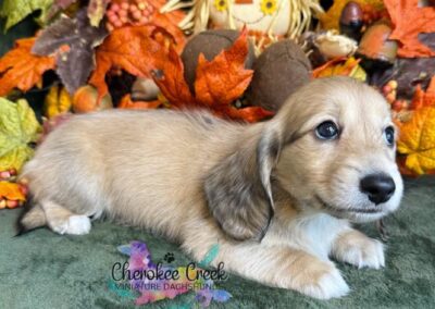 Copper mini dachshund shaded cream male puppy for sale