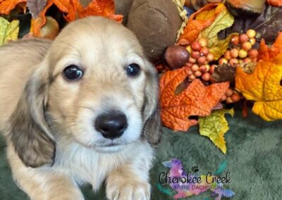 Copper mini dachshund shaded cream male puppy for sale