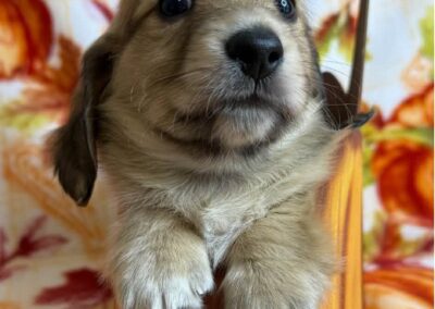 Copper mini dachshund shaded cream male puppy for sale