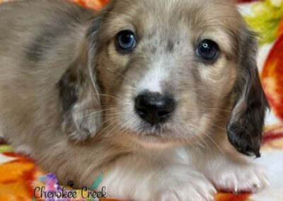 Crispin mini dachshund shaded cream hidden dapple male puppy for sale