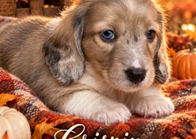 Crispin mini dachshund shaded cream hidden dapple male puppy for sale poster