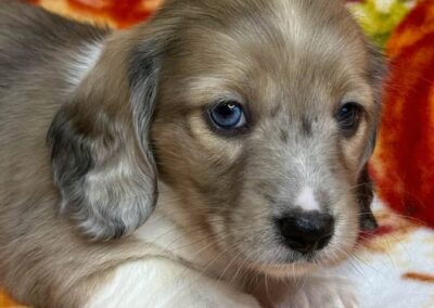 Crispin mini dachshund shaded cream hidden dapple male puppy for sale