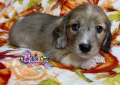 Crispin mini dachshund shaded cream hidden dapple male puppy for sale